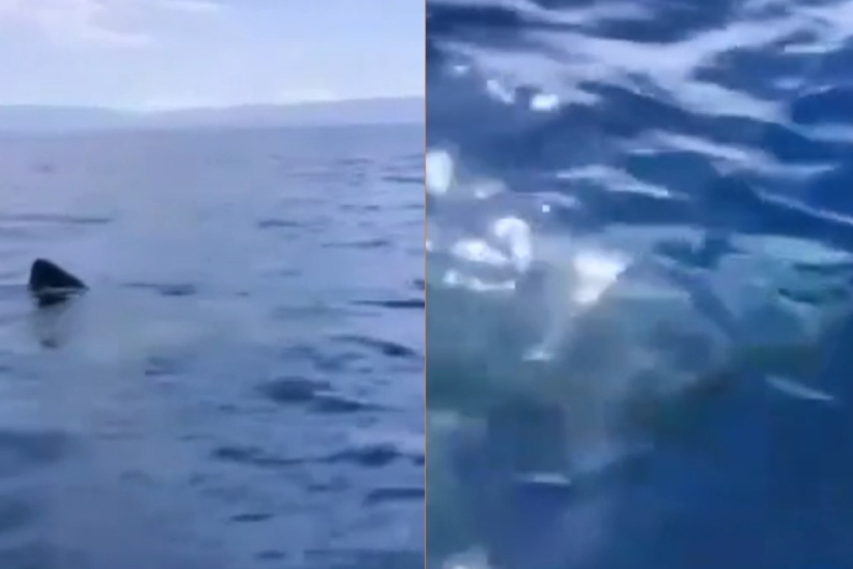 Βίντεο: Ψαράδες στη Λακωνία είδαν δίπλα τους καρχαρία 5 ‑ 6 μέτρων