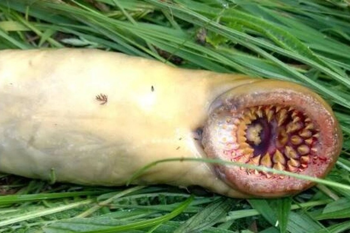 Ουαλία: «Ψάρι‑βαμπίρ» εντόπισε τροφοσυλλέκτης σε ποτάμι