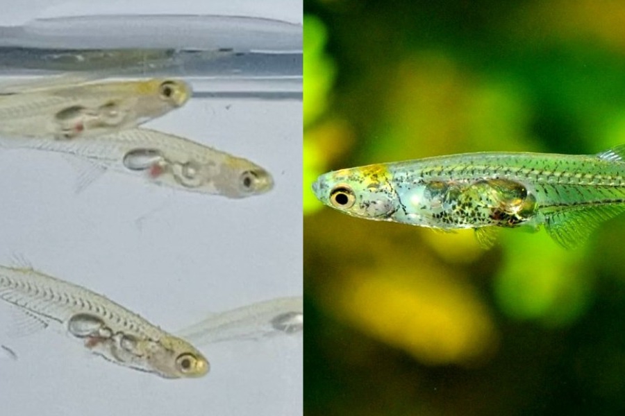 Αυτό το λιλιπούτειο ψάρι μπορεί να παράξει ήχο δυνατότερο από κρότο πιστολιού: Ακουσε τον