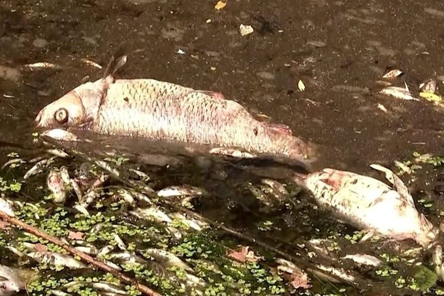 Λίμνη Κερκίνη: εντοπίστηκαν εκατοντάδες νεκρά ψάρια - Το φαινόμενο εμφανίστηκε πριν από 10 μέρες