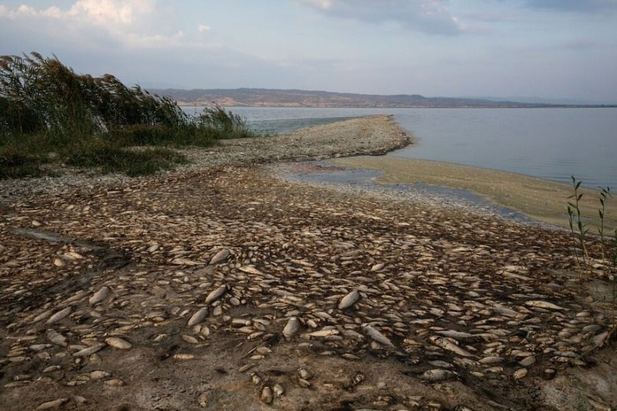 Εκατοντάδες νεκρά ψάρια στη λίμνη Κερκίνη - Δεν έχει παρατηρηθεί ξανά τόσο μεγάλος αριθμός νεκρών ψαριών