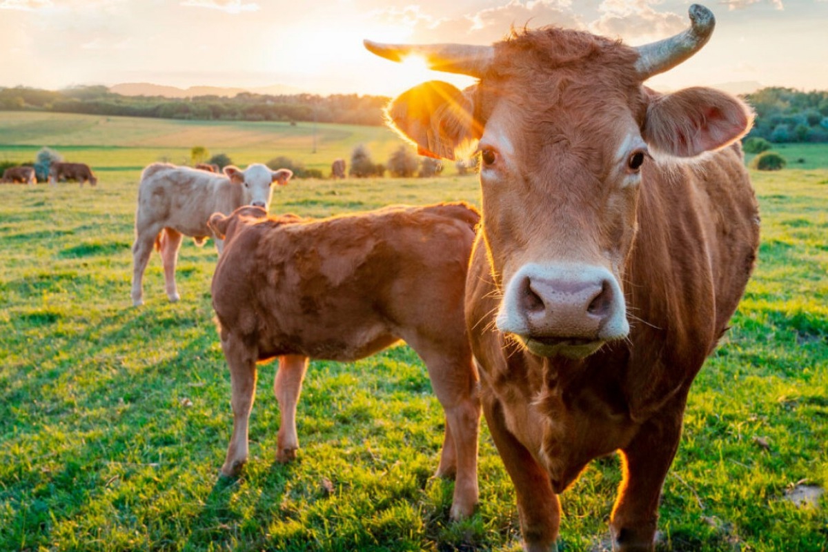 Γρίπη των πτηνών: Ανησυχία στις ΗΠΑ γιατί μεταπήδησε στις αγελάδες - Πόσο πρέπει να ανησυχούν οι Ευρωπαίοι