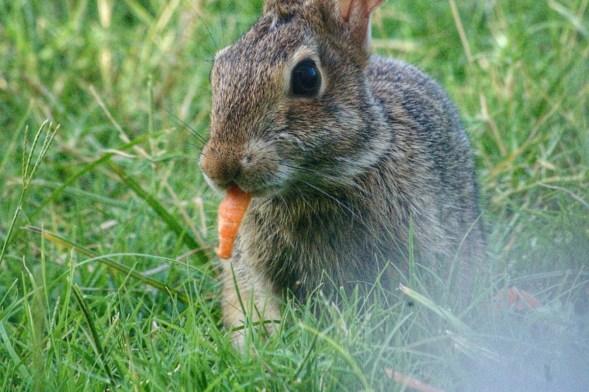 Σήμερα έμαθα: Τα κουνέλια λατρεύουν όντως να τρώνε καρότα;
