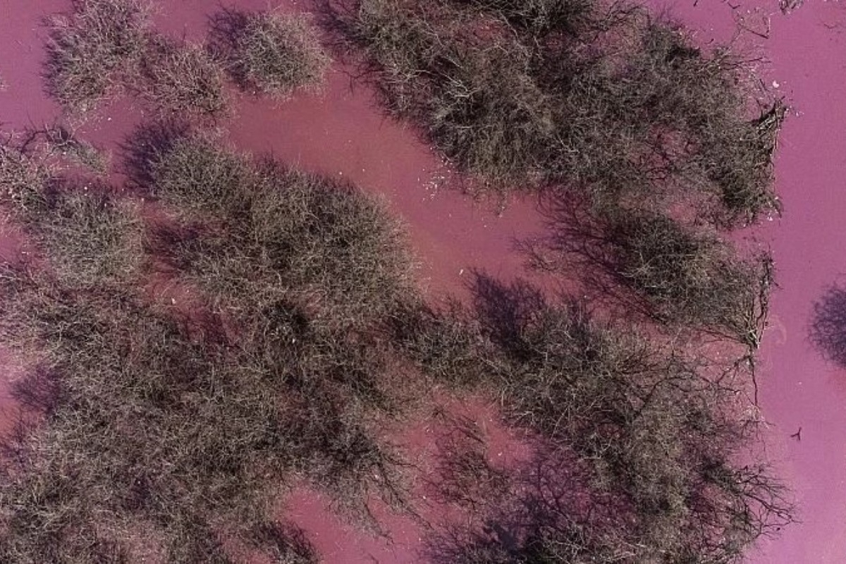 Τι είναι το φαινόμενο της «Ροζ Λίμνης» ‑ Σε ποια χώρα της Ευρώπης εμφανίστηκε