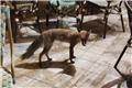 Αλεπού έχει γίνει τακτικός πελάτης στις καφετέριες του Ναυπλίου