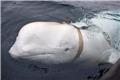 «Μπελούγκα του Πούτιν»: Εμφανίστηκε ξανά η φάλαινα που είχε θεωρηθεί κατάσκοπος της Ρωσίας