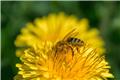 Αυτά είναι τα φυτά που προσελκύουν τις μέλισσες στο μπαλκόνι σου