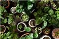 Τα πιο εντυπωσιακά τροπικά φυτά για να βάλεις στο σαλόνι σου