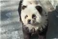 Κίνα: Ζωολογικός κήπος έβαψε σκυλιά ασπρόμαυρα να μοιάζουν με πάντα