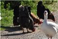 «Καμπανάκι» από τον ΠΟΥ για τη γρίπη των πτηνών: Ο ένας στους δύο που κολλάει, πεθαίνει