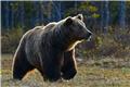 Αρκούδα πάλευε να σώσει τα μικρά της στη Φλώρινα