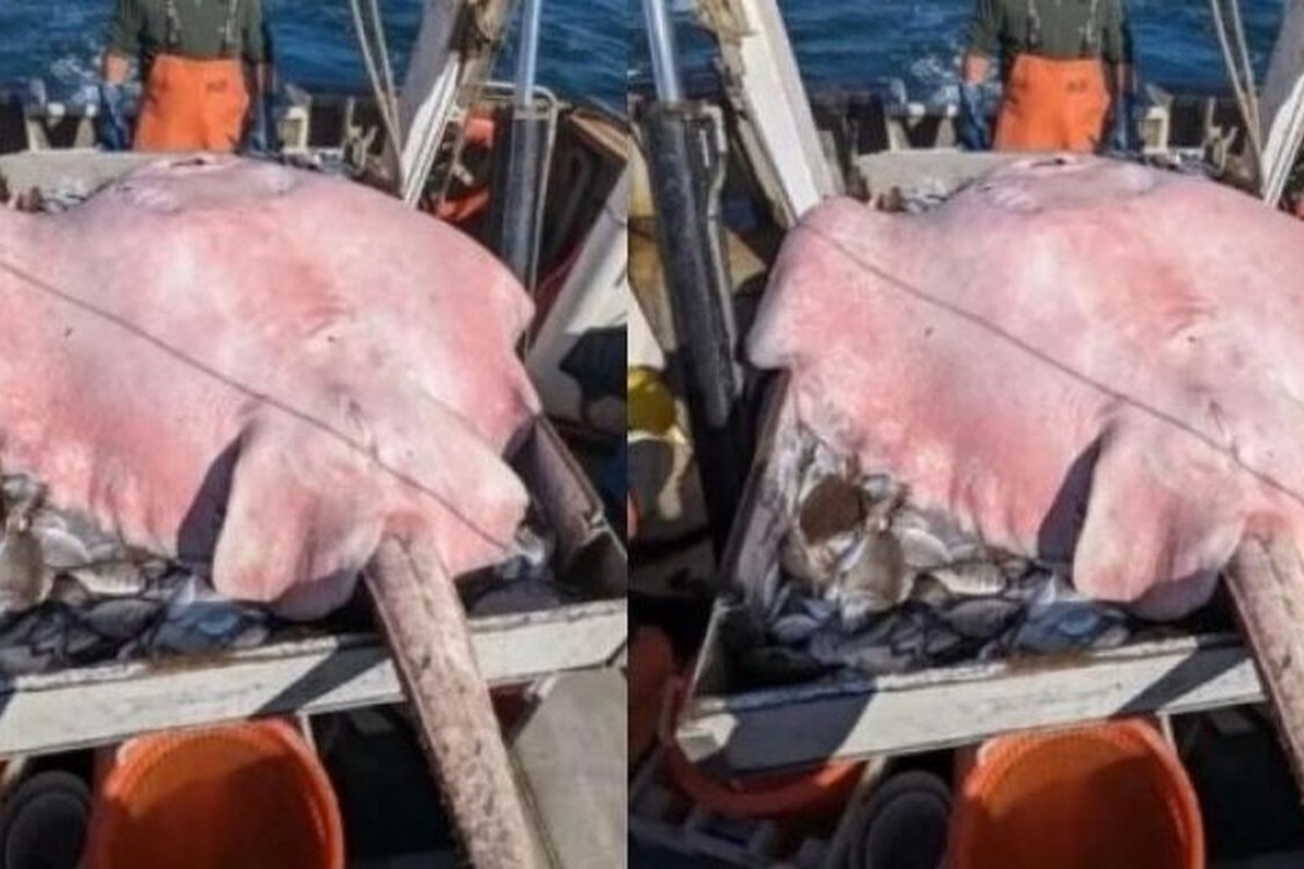 Βρέθηκε σαλάχι 180 κιλών ‑ Ο ψαράς έμεινε άναυδος