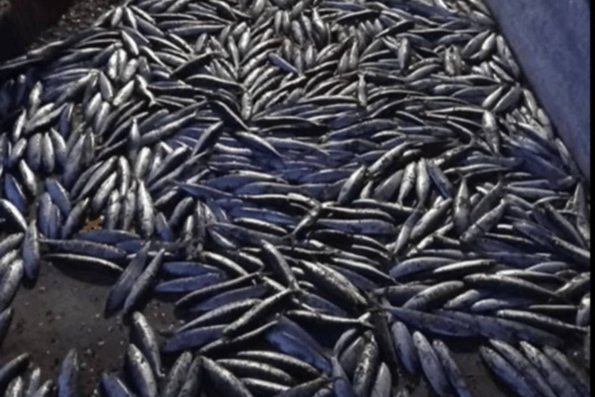 Το παράξενο φαινόμενο στην Ανδρο: Εκατοντάδες σαρδέλες πήδηξαν στη στεριά