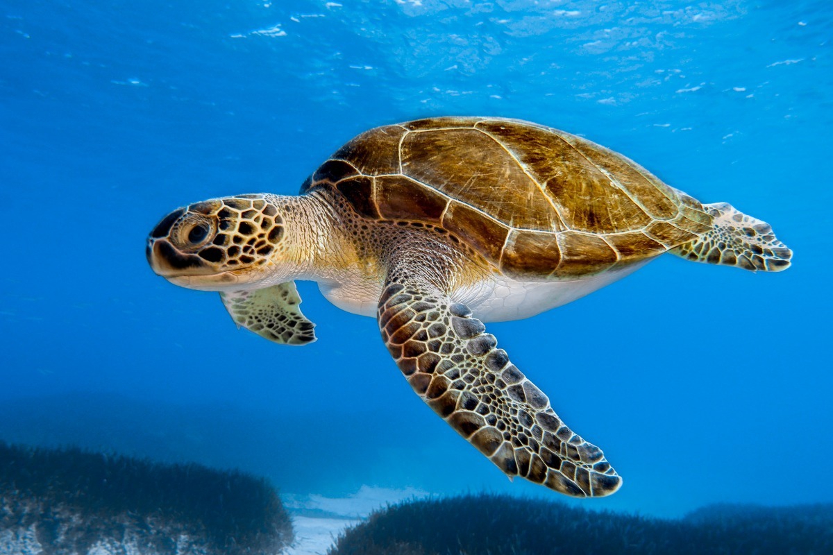 Νεκρή και μαχαιρωμένη εντοπίστηκε θαλάσσια χελώνα στη Νάξο