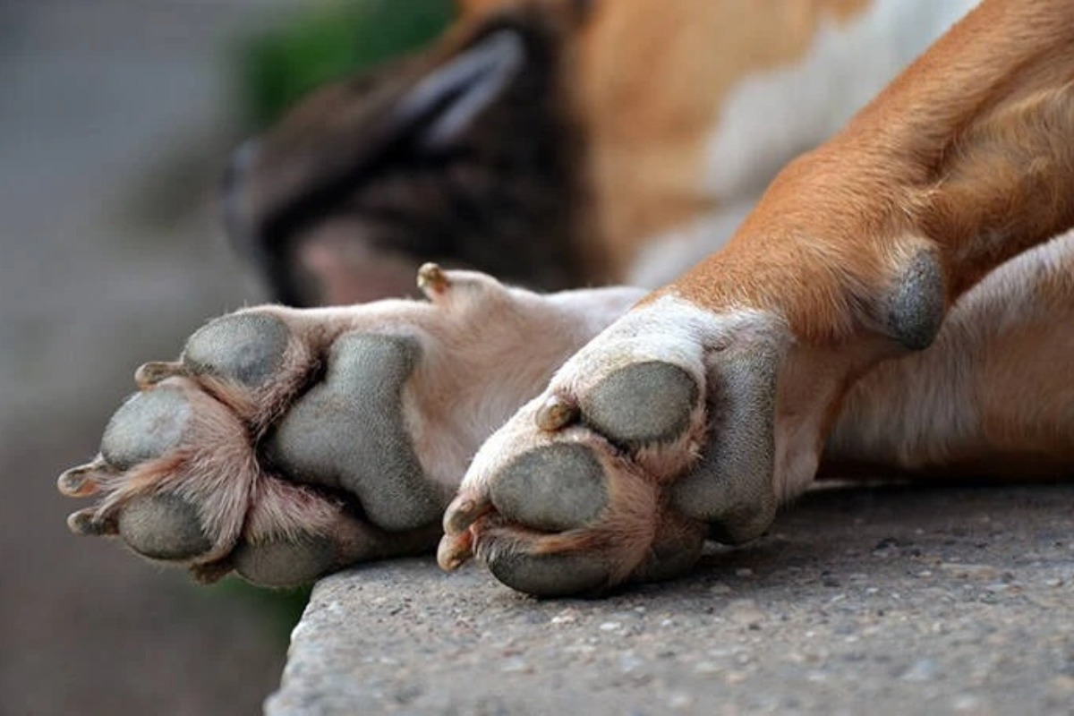 Σοκ στο Βόλο: Εγκατέλειψε δύο σκυλιά χωρίς νερό και φαγητό στην ταράτσα