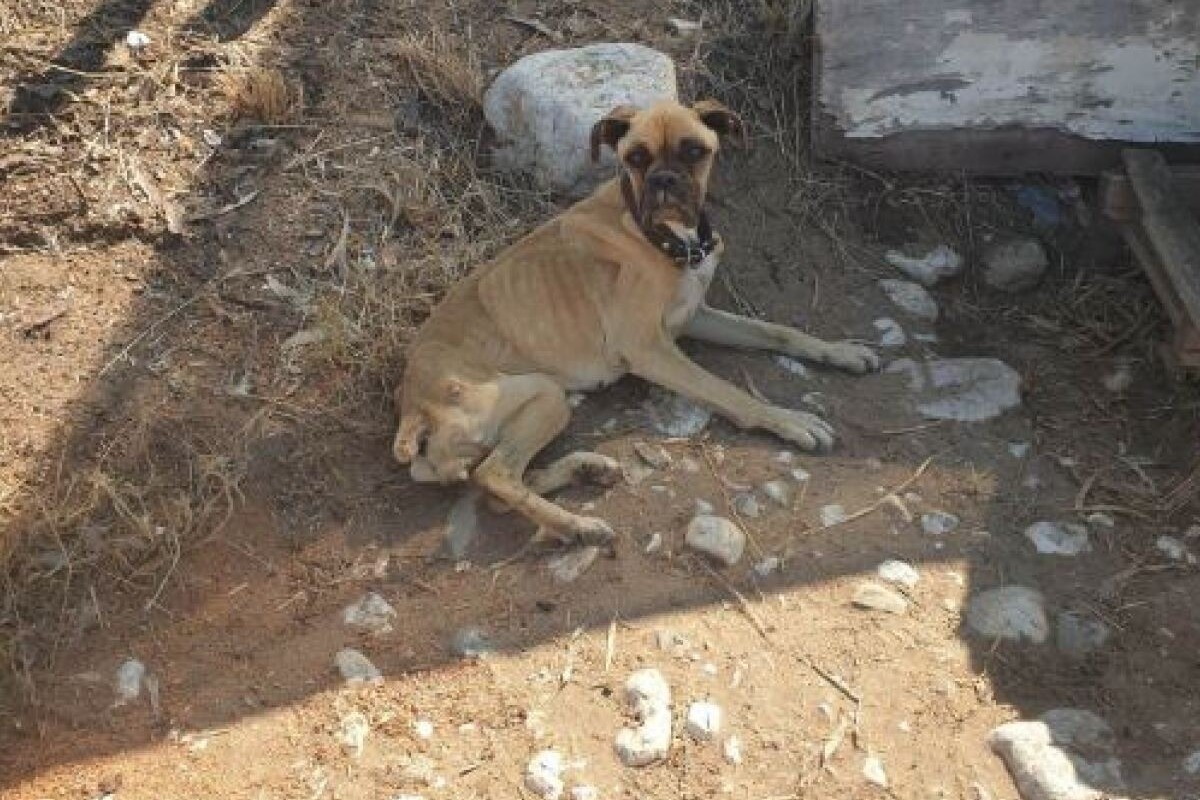 Ηλεία: Σκύλος βρέθηκε σκελετωμένος και αλυσοδεμένος - Συγκλονίζουν οι εικόνες - Το ζώο βρέθηκε ένα βήμα πριν το κώμα