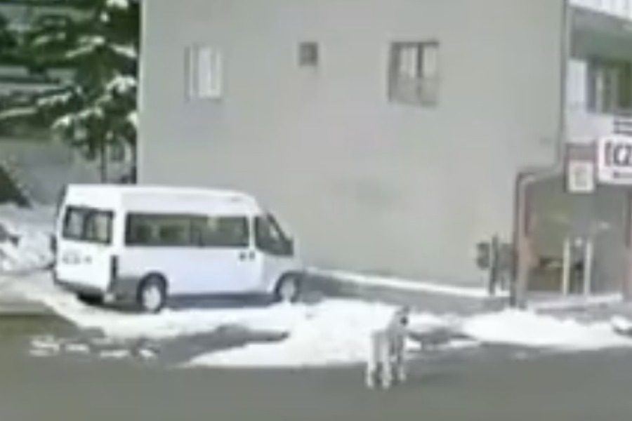 Τουρκία: Σκύλος αλυχτούσε λίγα λεπτά πριν τα 7,8 Ρίχτερ για να προειδοποιήσει τους ανθρώπους
