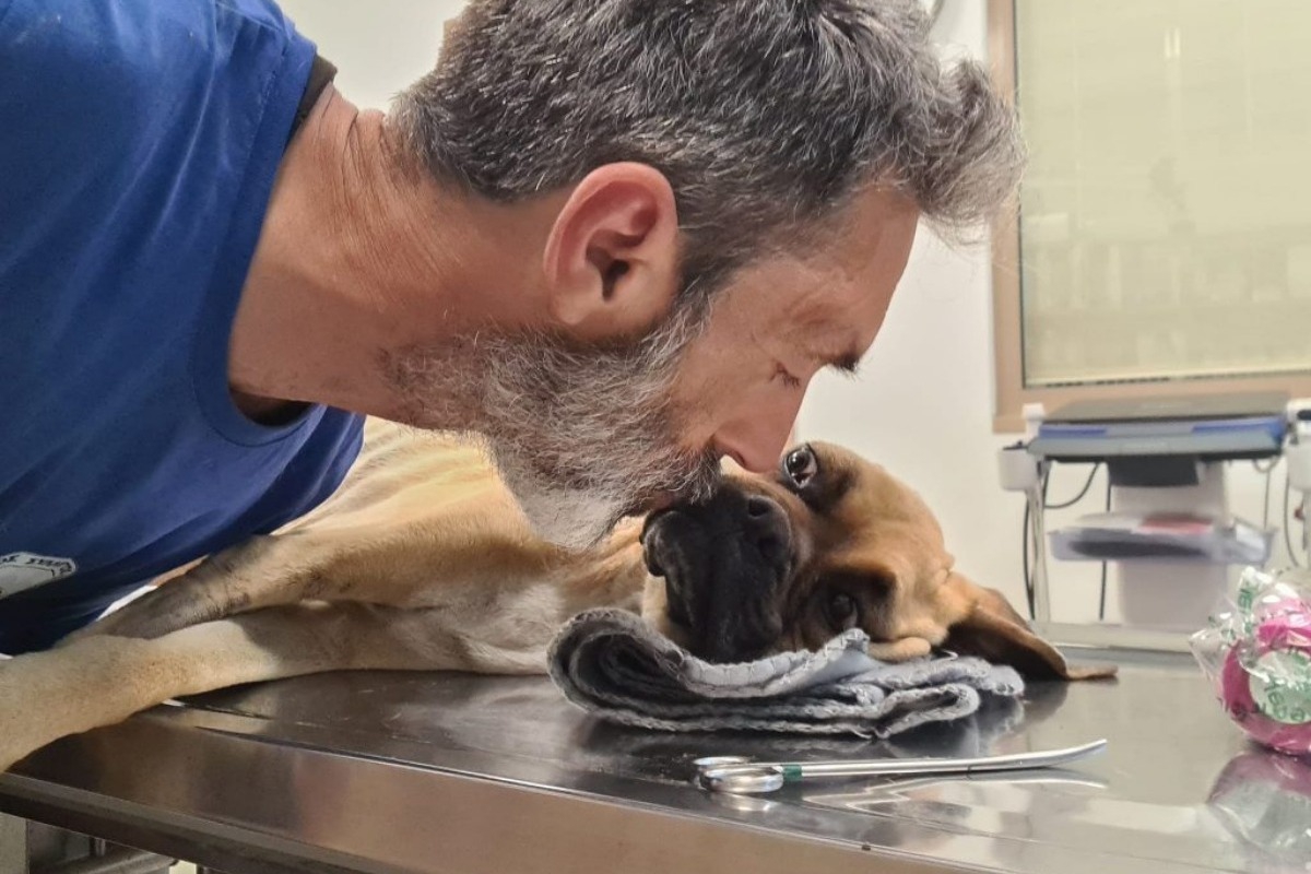 Σκύλος: Θλίψη – Πέθανε η Νίκη, το σκελετωμένο Boxer που βρέθηκε στη Ζαχάρω