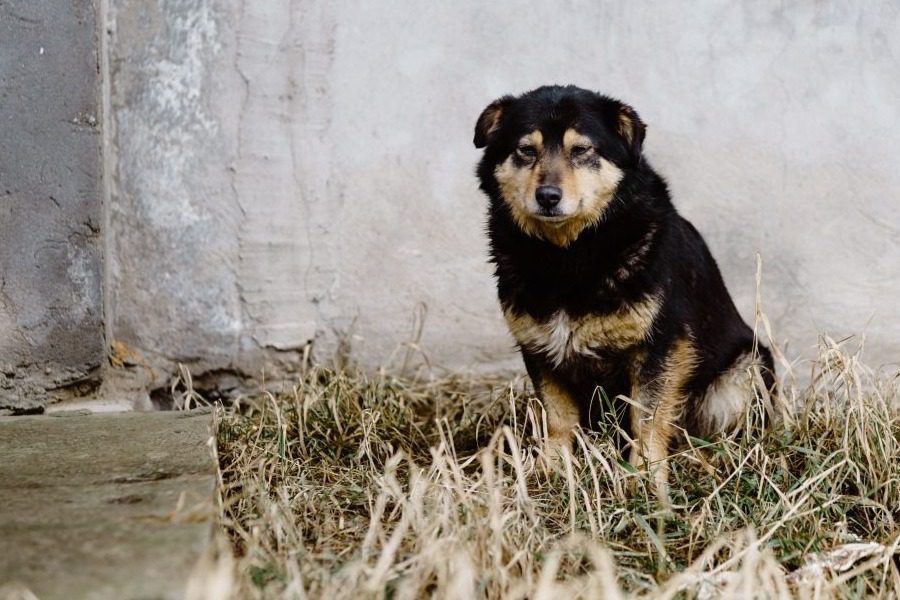 Κτηνωδία στη Δράμα: Έκοψε με ψαλίδι τα αυτιά αδέσποτου σκύλου - Το σκυλάκι εντοπίστηκε στην αυλή του.