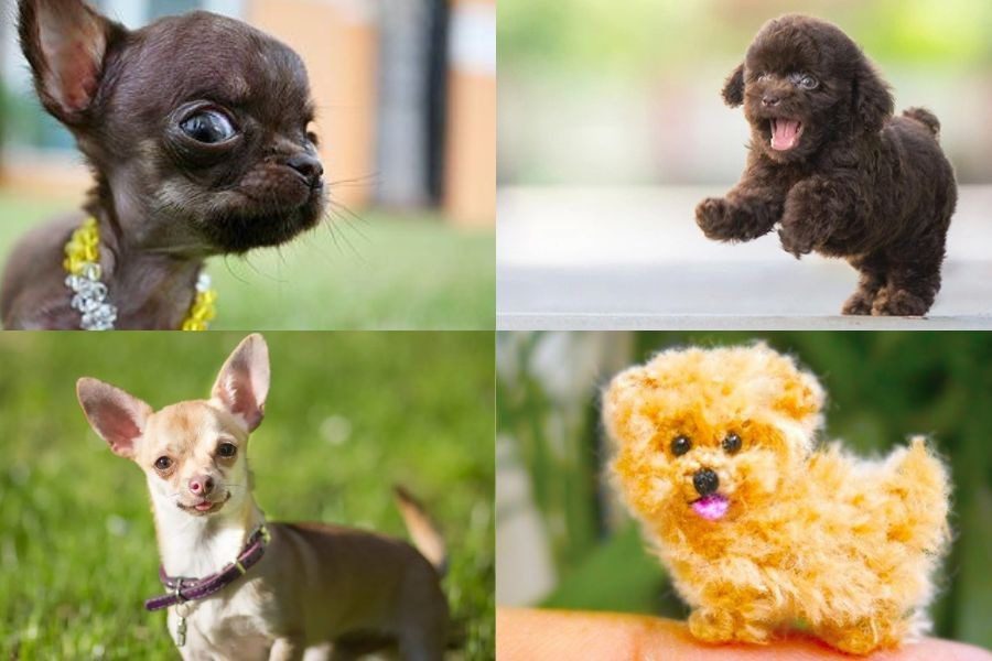 Αυτό είναι το πιο μικροσκοπικό σκυλί του κόσμου