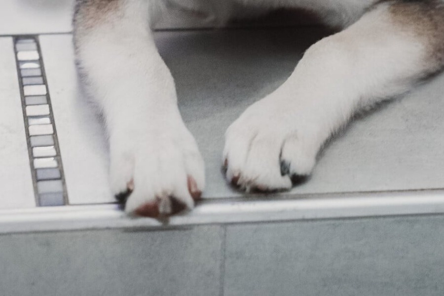 Παρέμβαση του Αρειου Πάγου για τον μέχρι θανάτου βιασμό σκύλου στην Αράχωβα