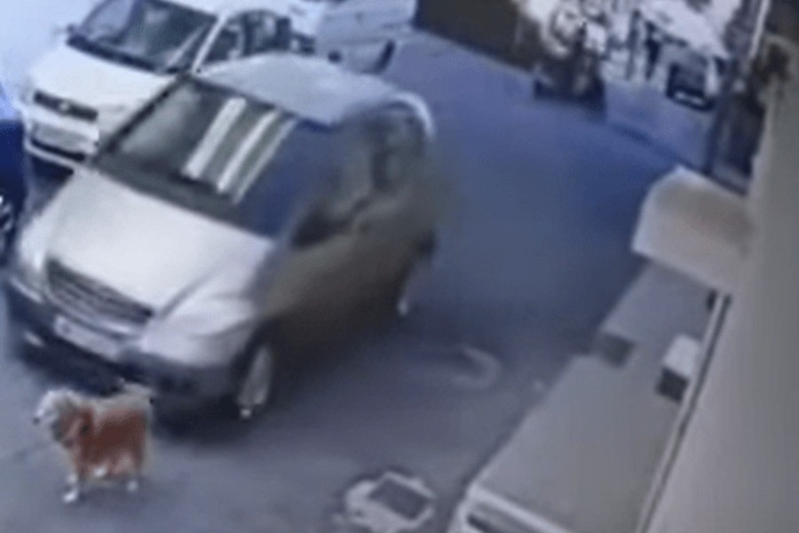 Ηράκλειο: Πάτησε εν ψυχρώ σκύλο με το αυτοκίνητό της