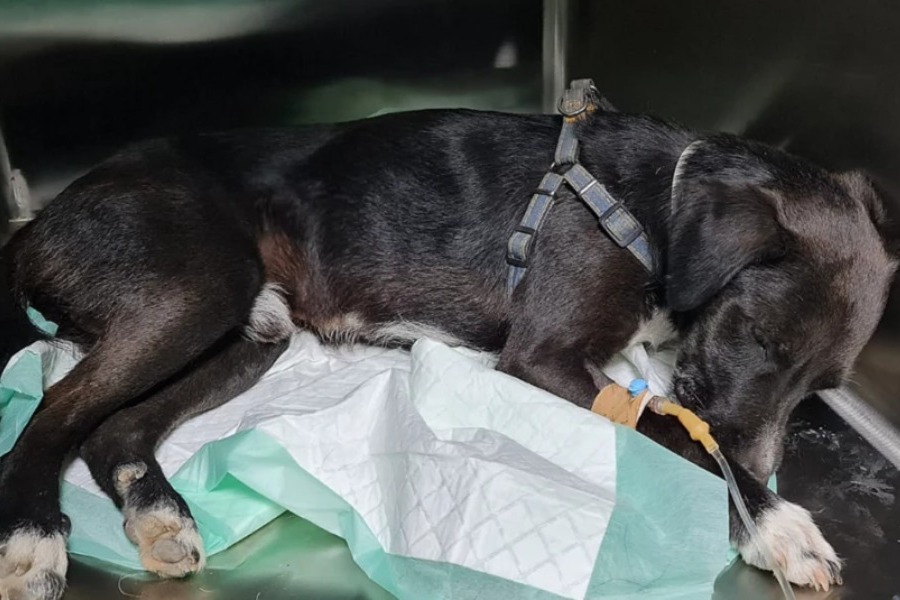 Αποτροπιασμός με βασανισμό ζώου: Έδεσαν τα γεννητικά όργανα σκύλου για να τον ευνουχίσουν