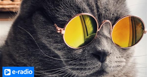 Σήμερα έμαθα: Από που προέκυψε η λέξη «meme»; | E-Radio.gr ΘΕΜΑΤΑ