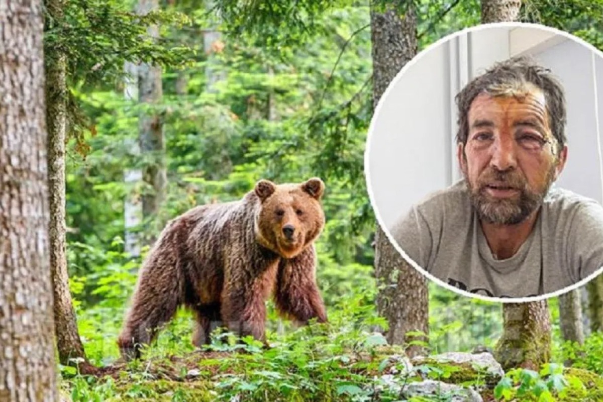 Βοσκός δέχτηκε επίθεση από αρκούδα ‑ «Πήδηξε πάνω στο κεφάλι μου»