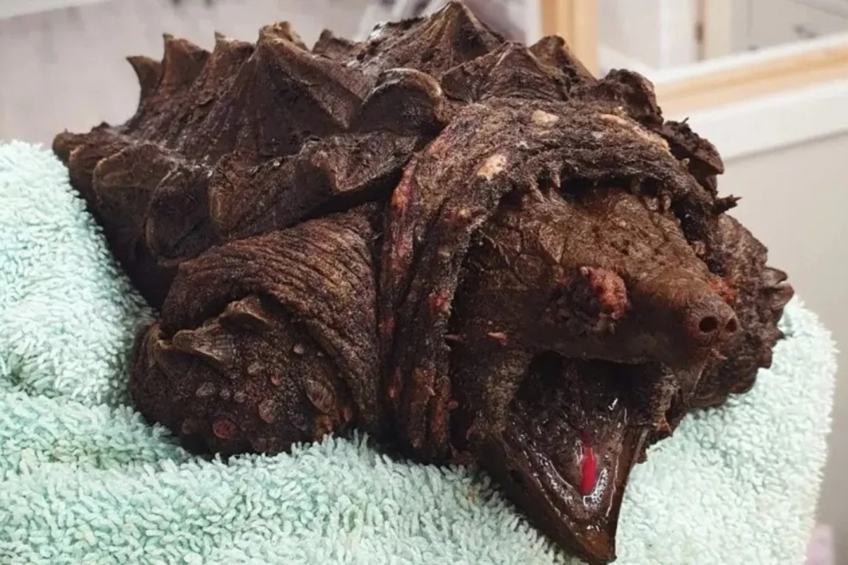 Βρέθηκε χελώνα‑αλιγάτορας σε λίμνη στην Αγγλία ‑ Μπορεί να κόψει ακόμα και ανθρώπινα δάχτυλα