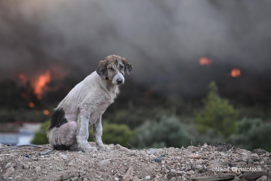 Οινόη: Ο θλιμμένος σκύλος ανάμεσα στις φλόγες ‑ Viral η φωτογραφία