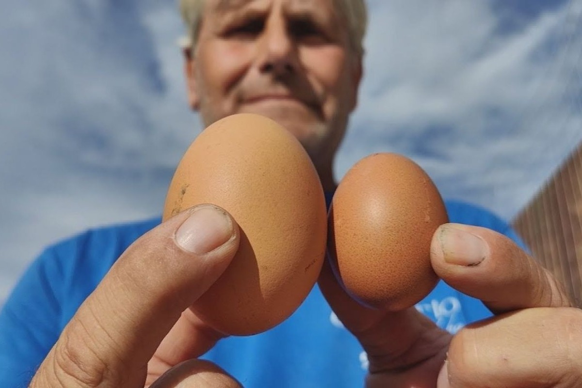 Ρεκόρ Γκίνες στο Ναύπλιο - Αυγό ζυγίζει 114 γραμμάρια - Τι είπε ο αγρότης Κωνσταντίνος Πετρούλας που εντόπισε το αυγό στο κοτέτσι του