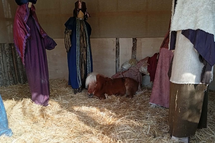 Βόλος: Εβαλαν ζωντανό πόνι μέσα στη φάτνη ‑ Η οργή φιλόζωων και η απάντηση του δημάρχου Βόλου