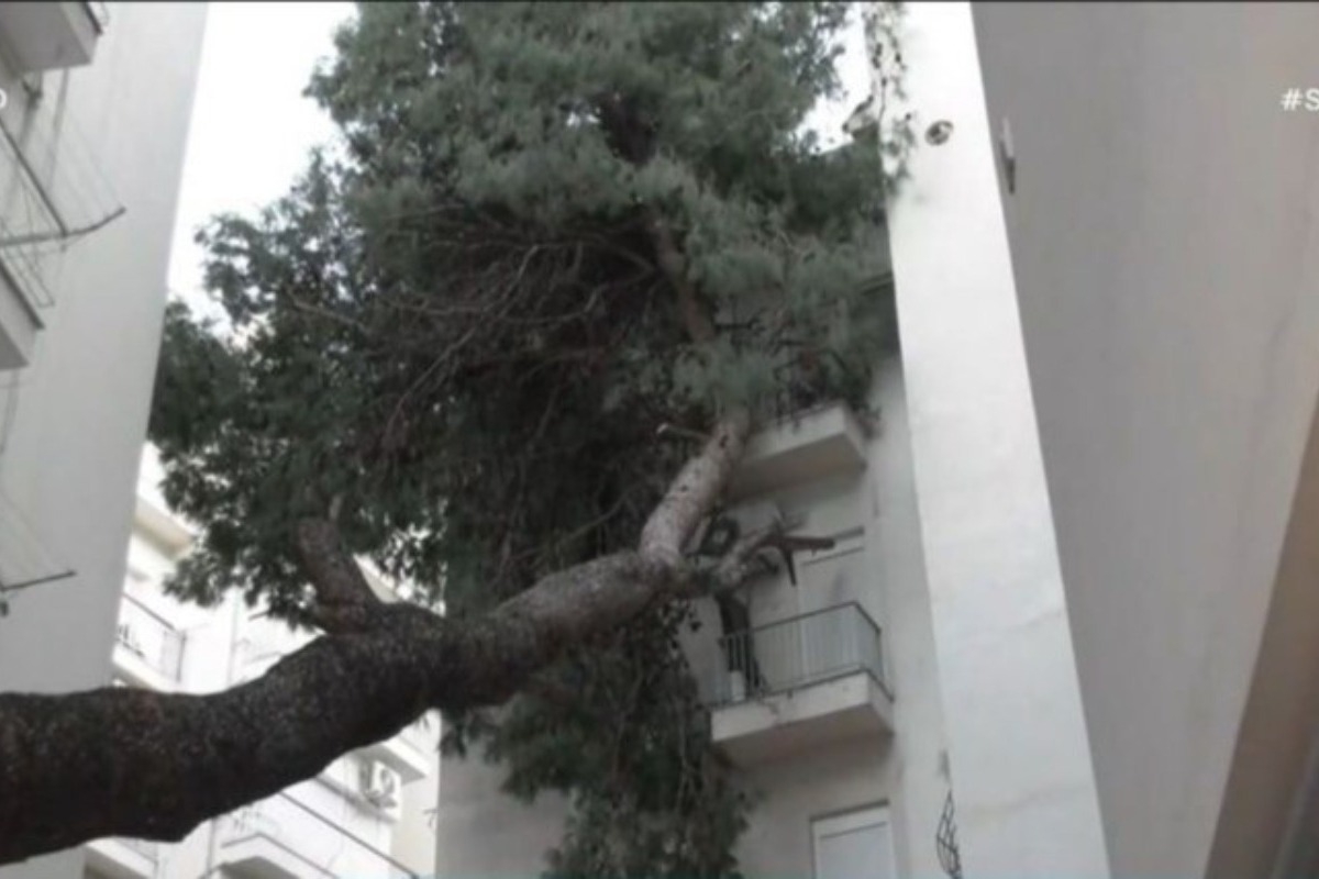 Θεσσαλονίκη: Τεράστιο δέντρο έπεσε σε μπαλκόνια πολυκατοικίας ‑ Νόμιζαν ότι έγινε σεισμός