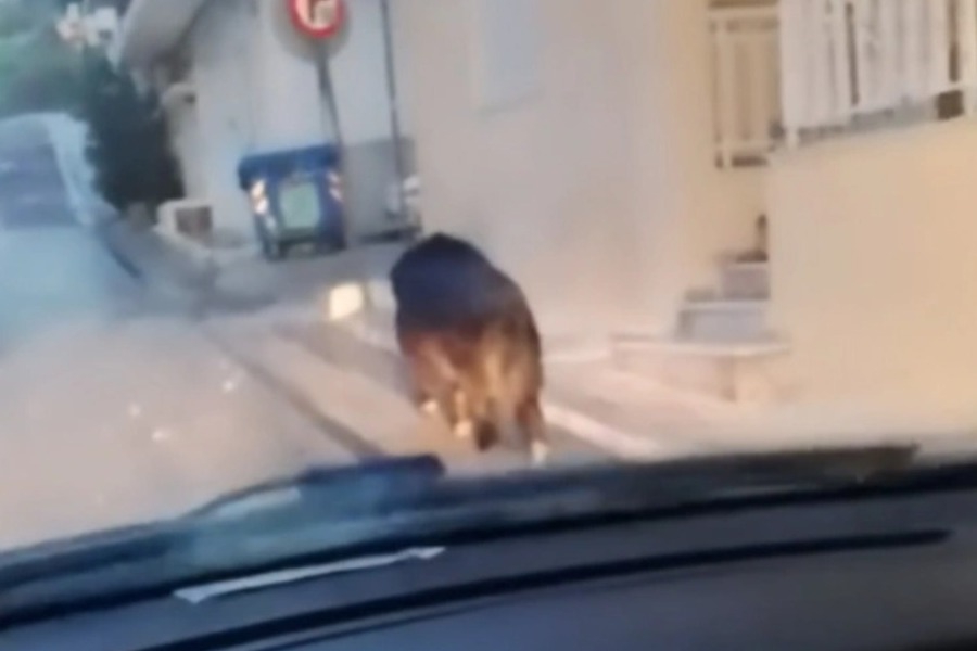 Αγριογούρουνο έκανε βόλτες σε δρόμο στο Περιστέρι - Δείτε βίντεο