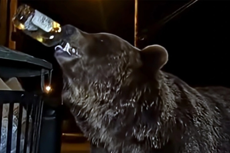 Η άγρια ζωή «έπεσε» στις… ουσίες: Μεθυσμένες αρκούδες που παίρνουν μαριχουάνα και άγριοι ιπποπόταμοι λόγω κοκαΐνης - Οι ανθρώπινες ουσίες διαταράσσουν τη συμπεριφορά των ζώων