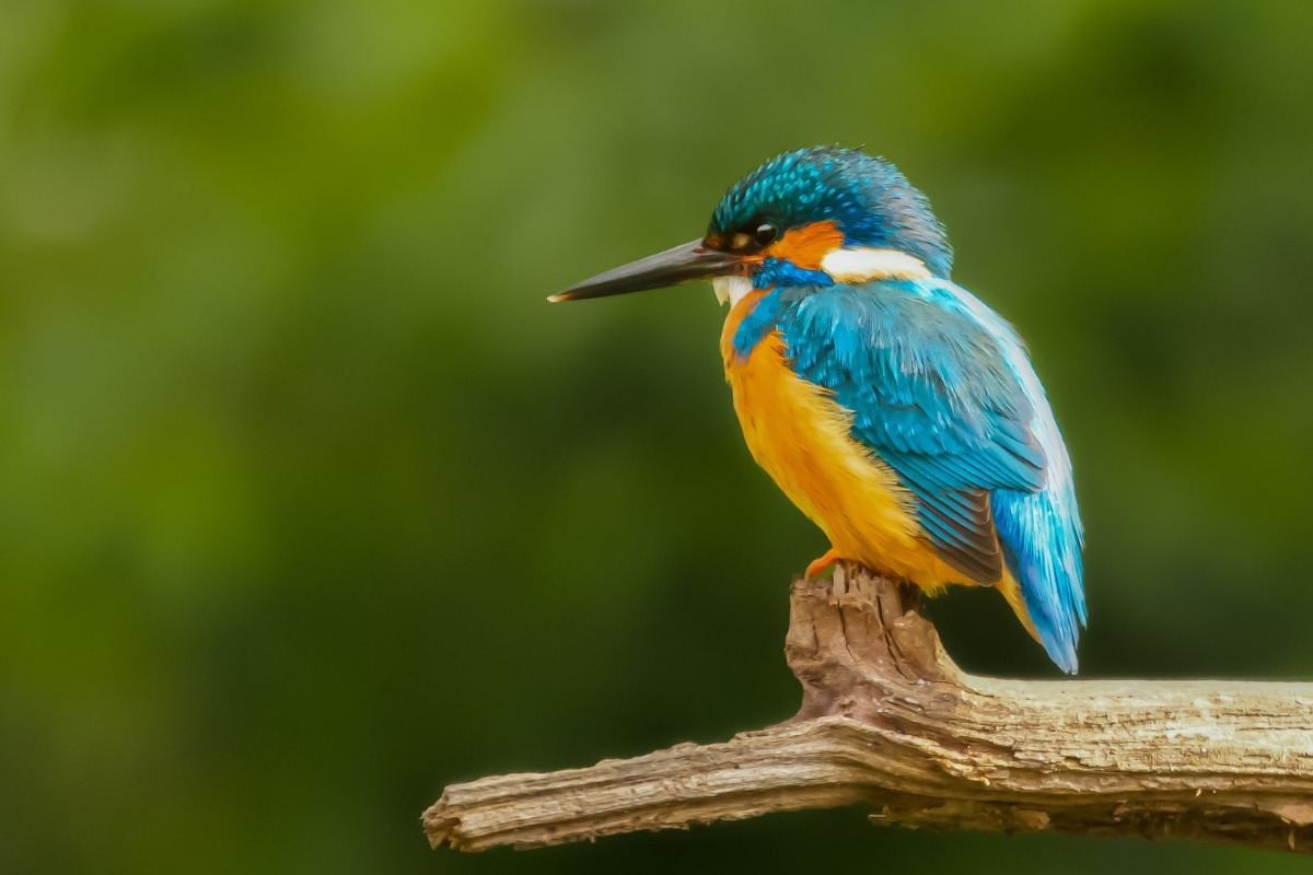 Η χώρα που δίνει στους δρόμους της ονόματα πτηνών, ενώ τα ίδια εξαφανίζονται