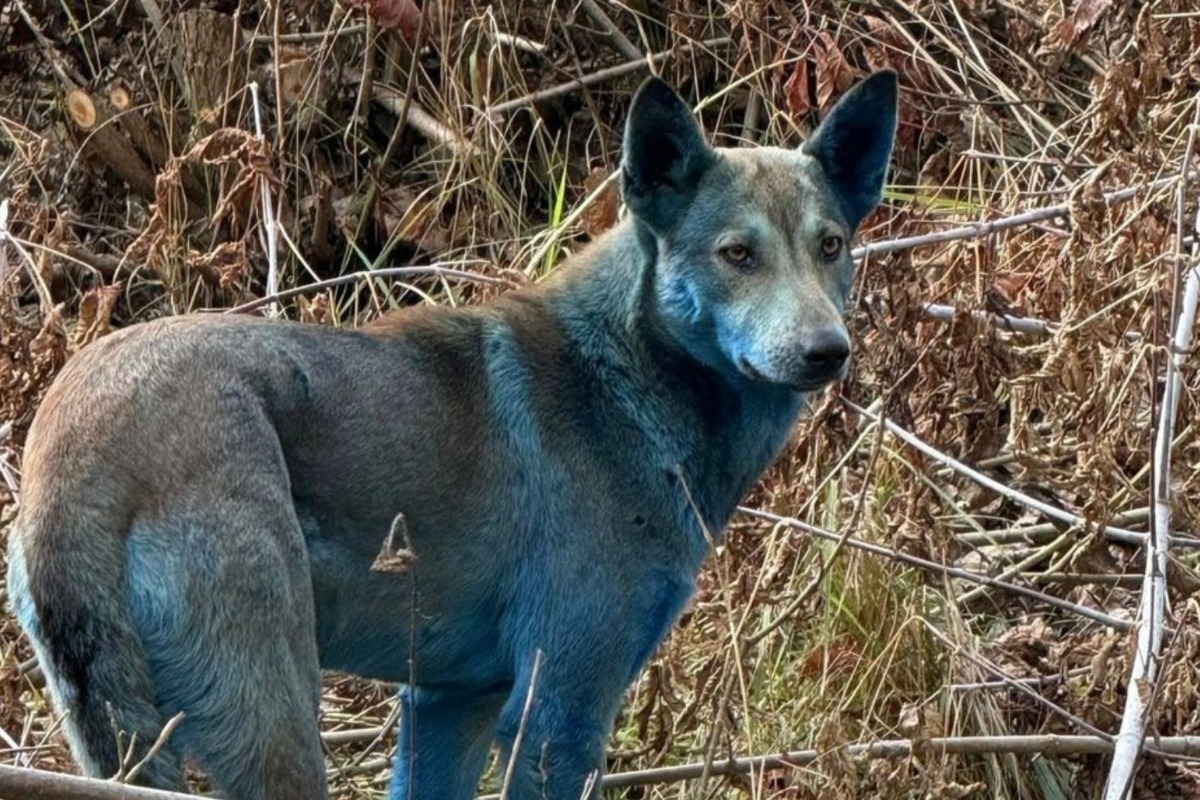 Το μυστήριο με τους μπλε σκύλους του Τσερνόμπιλ