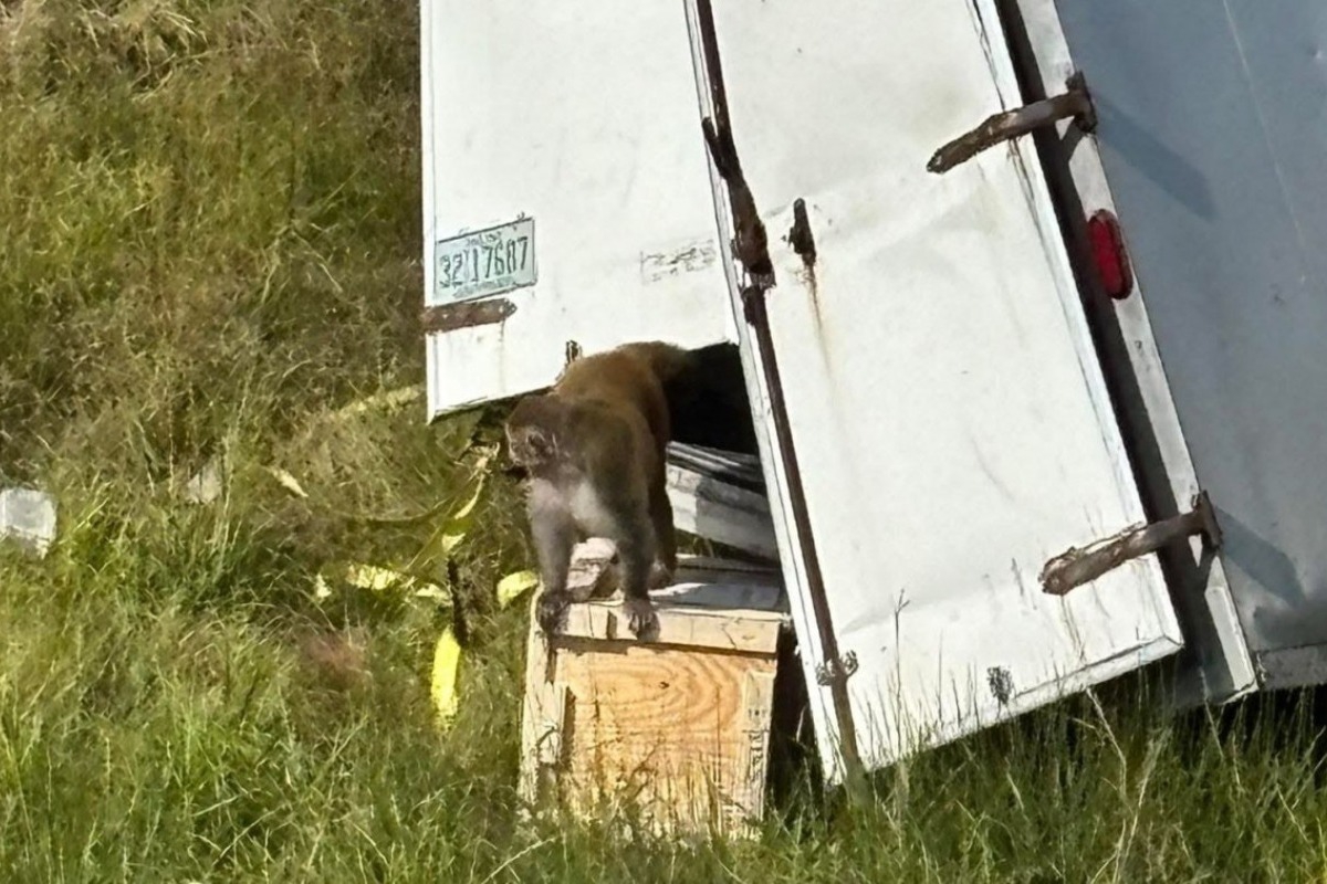 Μισσισιπή: «Επιθετική» μαϊμού μολυσμένη με μεταδιδόμενες ασθένειες ελεύθερη μετά από τροχαίο - Οι τοπικές αρχές προειδοποιούν τους πολίτες να είναι προσεκτικοί και να τον συναντήσουν να μείνουν μακριά