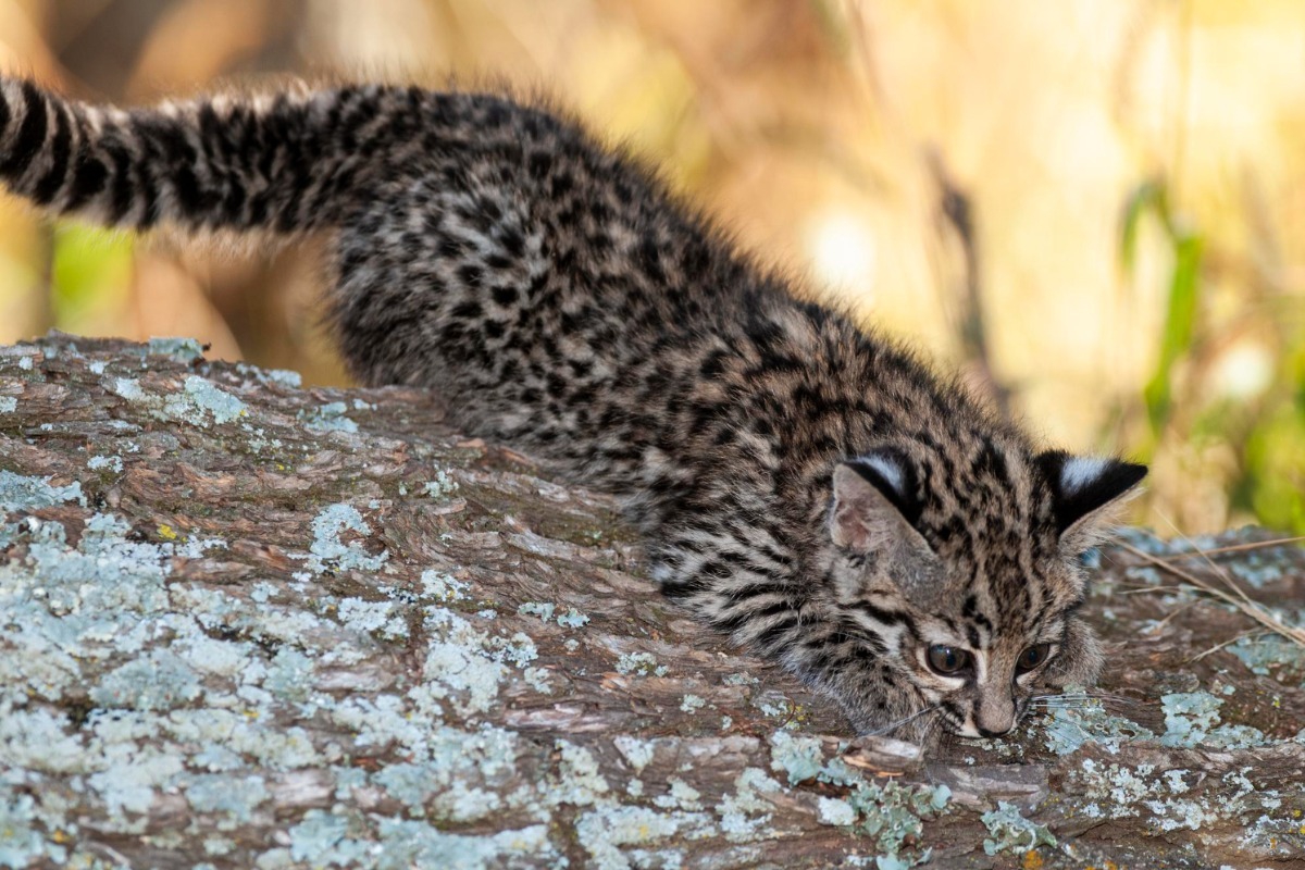 Η χώρα που θέλει να θανατώσει 2,5 εκατομμύρια γάτες μέχρι το 2050