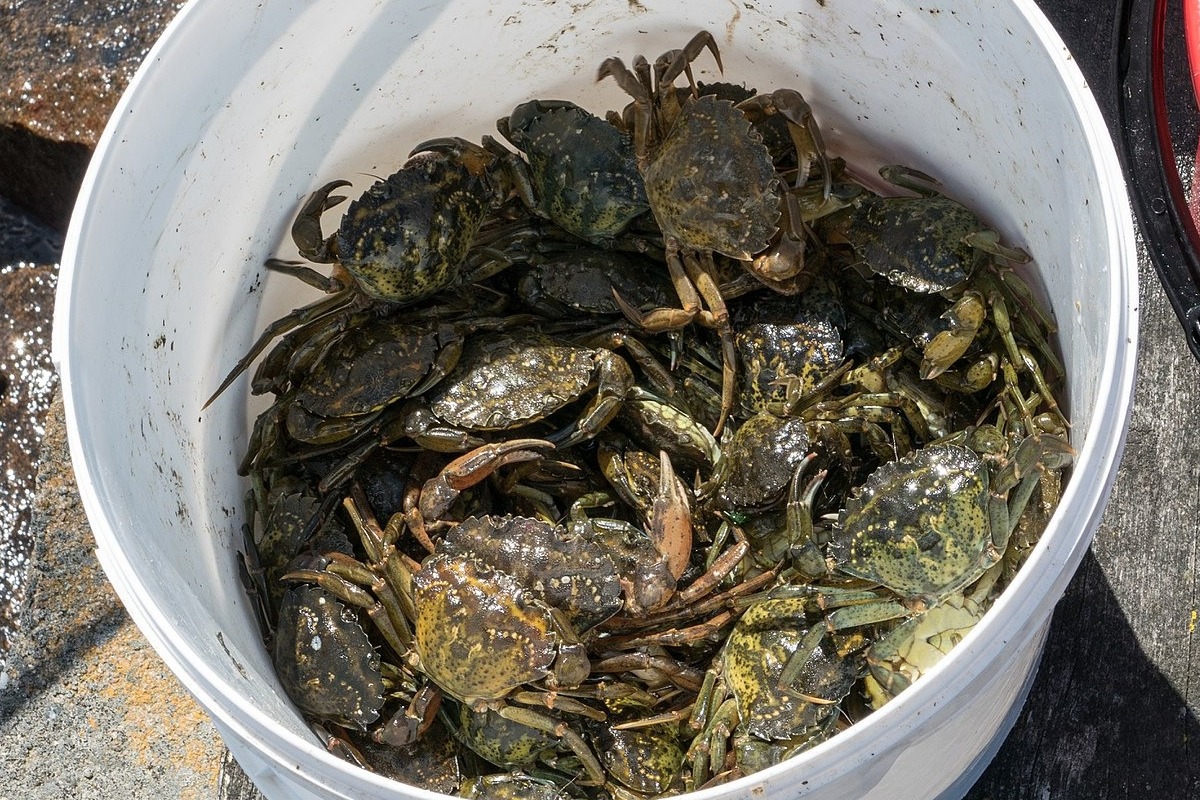 Η «νοοτροπία των καβουριών» που έχει «εξαπλωθεί» και στους ανθρώπους