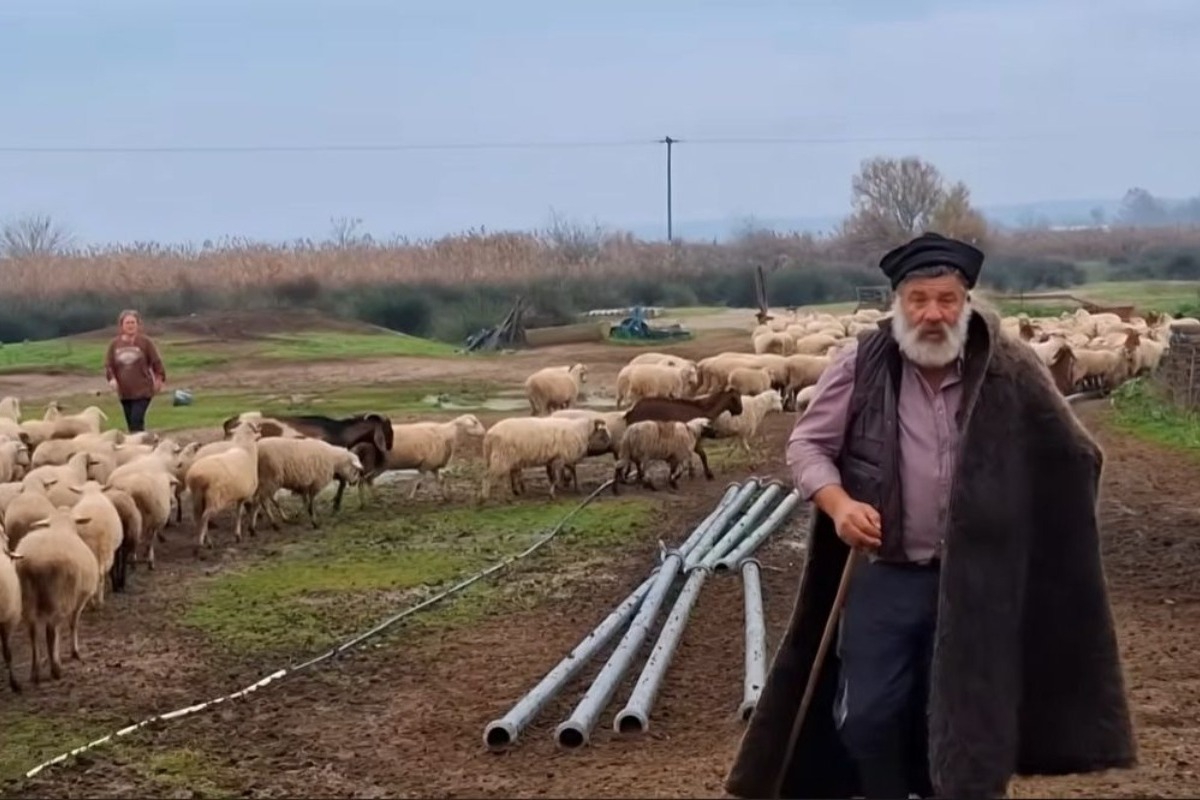 Σε κατάρρευση ο κτηνοτρόφος μετά τον συγκινητικό αποχαιρετισμό στα 450 πρόβατά του – Μεταφέρθηκε στο νοσοκομείο