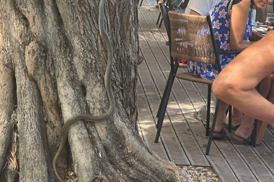 Αλόννησος: Δίμετρο φίδι «πήγε για καφέ» σε beach bar