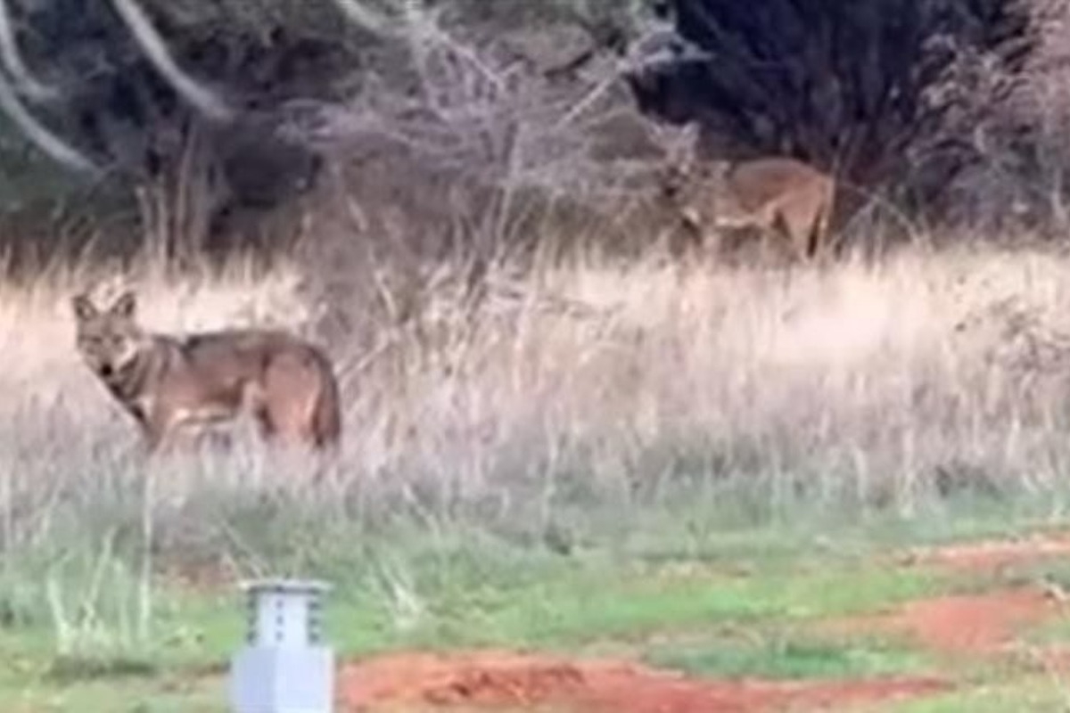 Ανησυχία στη Θεσσαλονίκη: Αγέλη λύκων εμφανίστηκε στην Πυλαία - Δείτε βίντεο - «Θα πρέπει να λάβουμε μέτρα και να εκφοβιστούν από συγκεκριμένη ομάδα άμεσης επέμβασης», τόνισε ο Σπύρος Ψαρούδας, Γενικός Συντονιστής της περιβαλλοντ