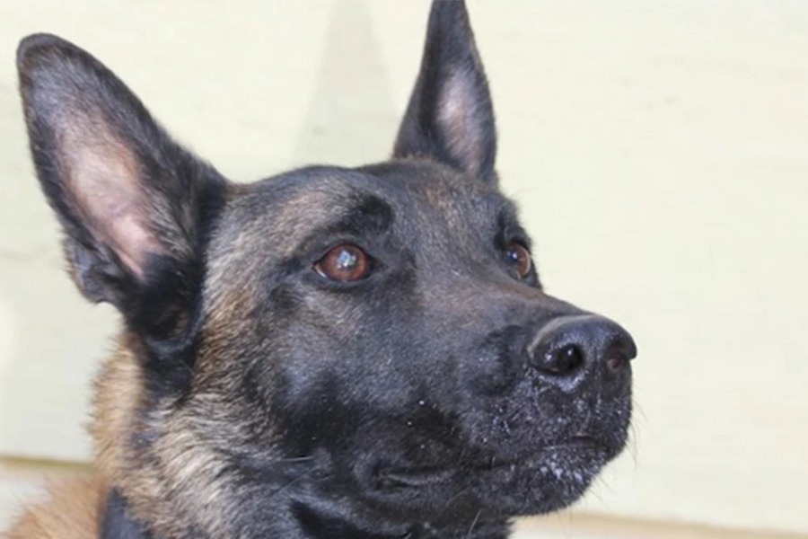 Νεκρός ο Echo, ο σκύλος ντετέκτιβ της Anubis: Από τον εντοπισμό του Μπάμπη στο Μεσολόγγι, στην έρευνα για τον Βασίλη Καλογήρου - Ήταν ένας τετράποδος «ήρωας» που προσέφερε ανιδιοτελώς τις δυνάμεις του εκεί όπου ο άνθρωπος δυσκολευόταν να φτάσει