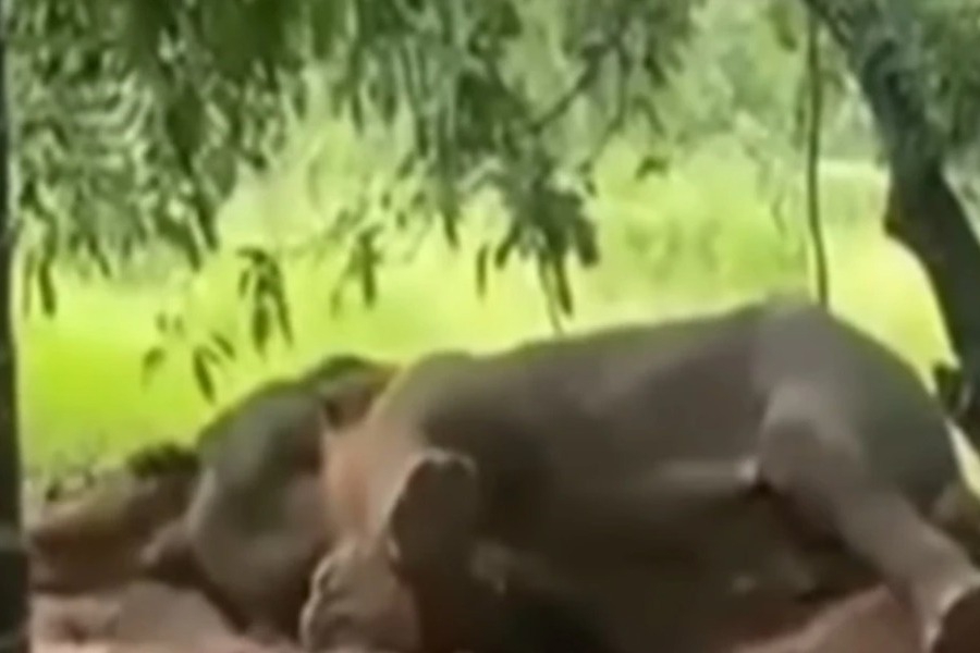 Έβαλαν φωτιά σε ελέφαντα και τον έκαψαν ζωντανό - Προσοχή σκληρό βίντεο