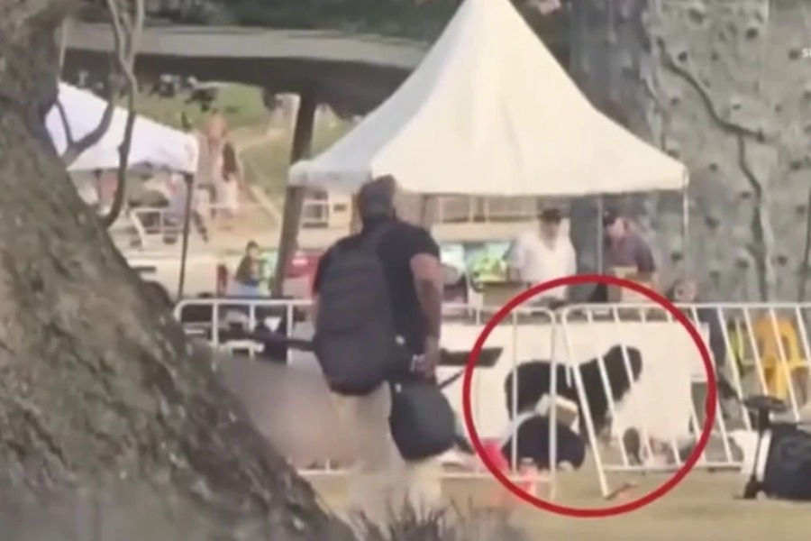 Σκύλος ‑ ήρωας στέκεται πάνω από τον κηδεμόνα του κατά τη διάρκεια της φονικής επίθεσης στο Σίδνεϊ