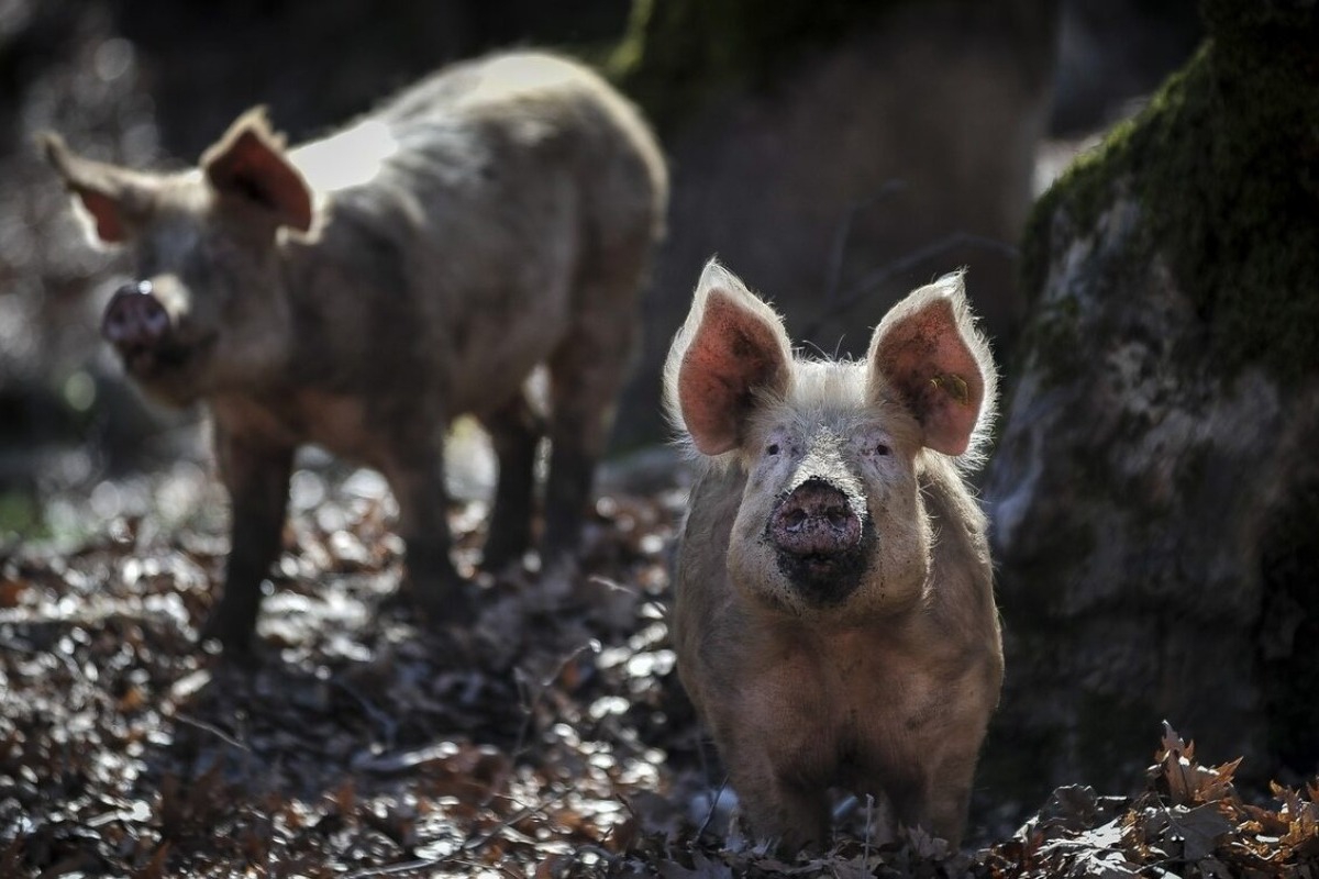 Ανησυχία στην Ισπανία: Εμφανίστηκαν έπειτα από 31 χρόνια κρούσματα αφρικανικής πανώλης των χοίρων - Ο ιός, που είναι ακίνδυνος για τον άνθρωπο αλλά φονικός για τους χοίρους, επεκτείνεται στη δυτική Ευρώπη τα τελευταία χρόνια