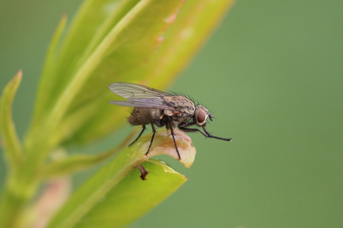 Σήμερα έμαθα: Τι συμβαίνει όταν μια μύγα κάθεται πάνω στο φαγητό μας;