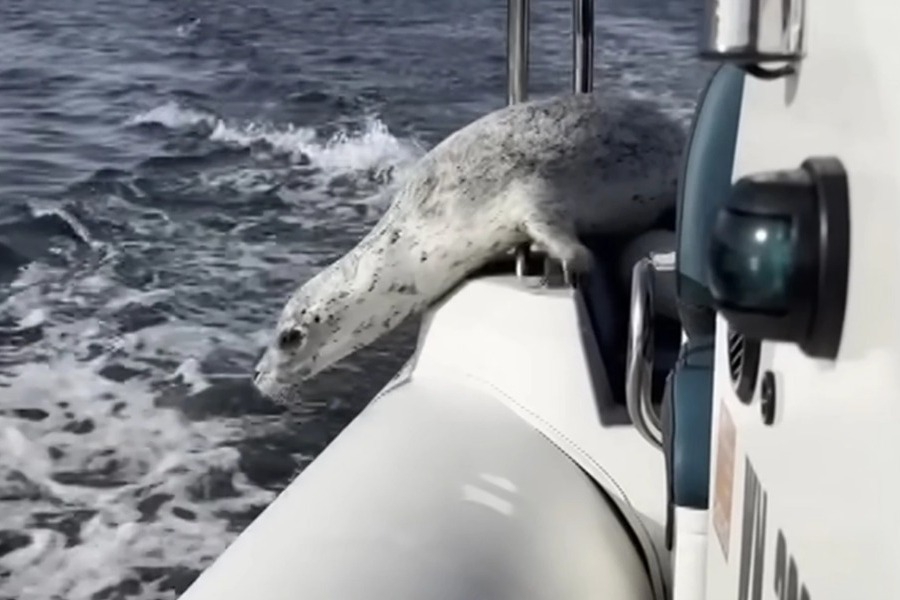 Η μεγάλη απόδραση: Φώκια γλιτώνει από όρκες πηδώντας σε βάρκα φωτογράφου